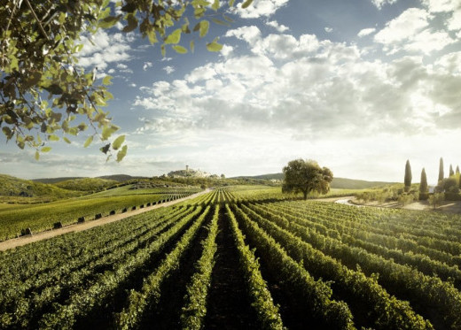 Tenuta San Guido, producteur de vins de Toscane